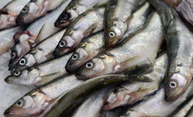 Россельхознадзор увечил число проб рыбы с началом сброса воды с «Фукусимы» — ПРАЙМ, 12.09.2023