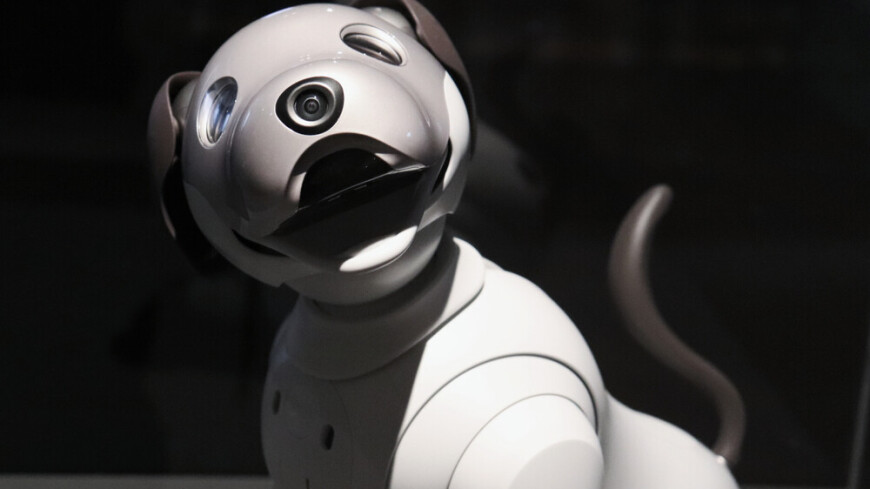 Роботы-собаки стали волонтерами на Азиаде в Китае